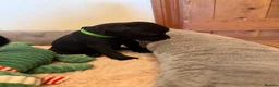 Staffordshire Bull Terrier dogs for sale: Black KC Reg/Health Tested Staffordshire Puppies. - Advert 24