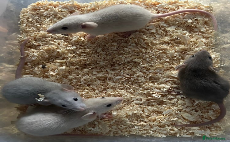 Rat rodents - Advert 3