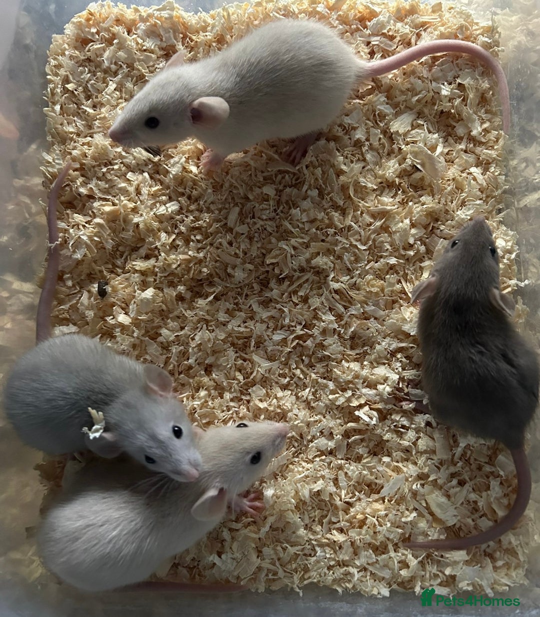 Rat rodents for sale: Beautiful baby dumbo rats for sale  - Image 1