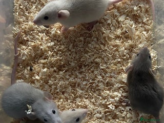 Rat rodents - Advert 7