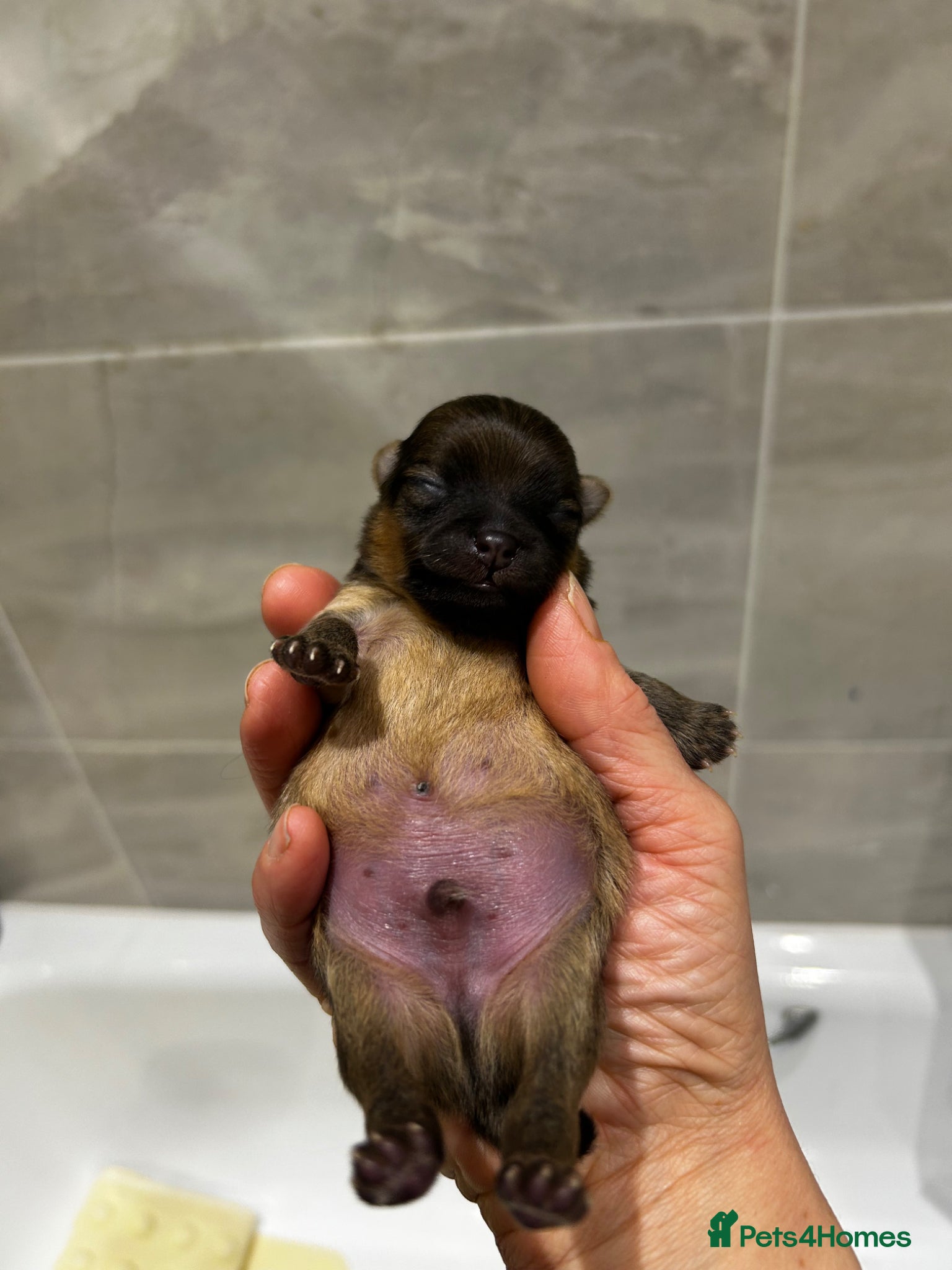 Pomeranian dogs for stud: Available for stud  - Advert 12