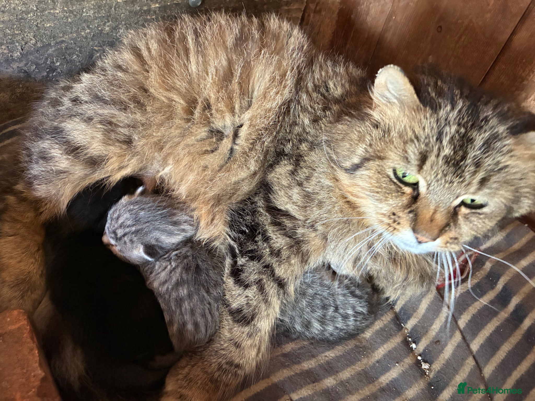 Mixed Breed cats for sale: Beautiful kittens in Wincanton - Advert 2