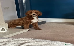 Cockapoo dogs for sale: 11 month old cockapoo  - Image 2