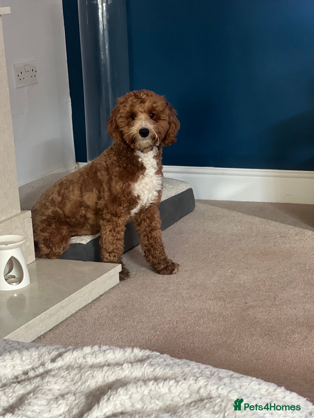 Cockapoo dogs for sale: 11 month old cockapoo  - Image 2