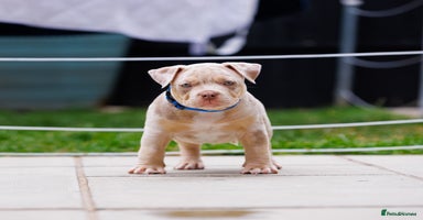 American Bully dogs - Advert 2
