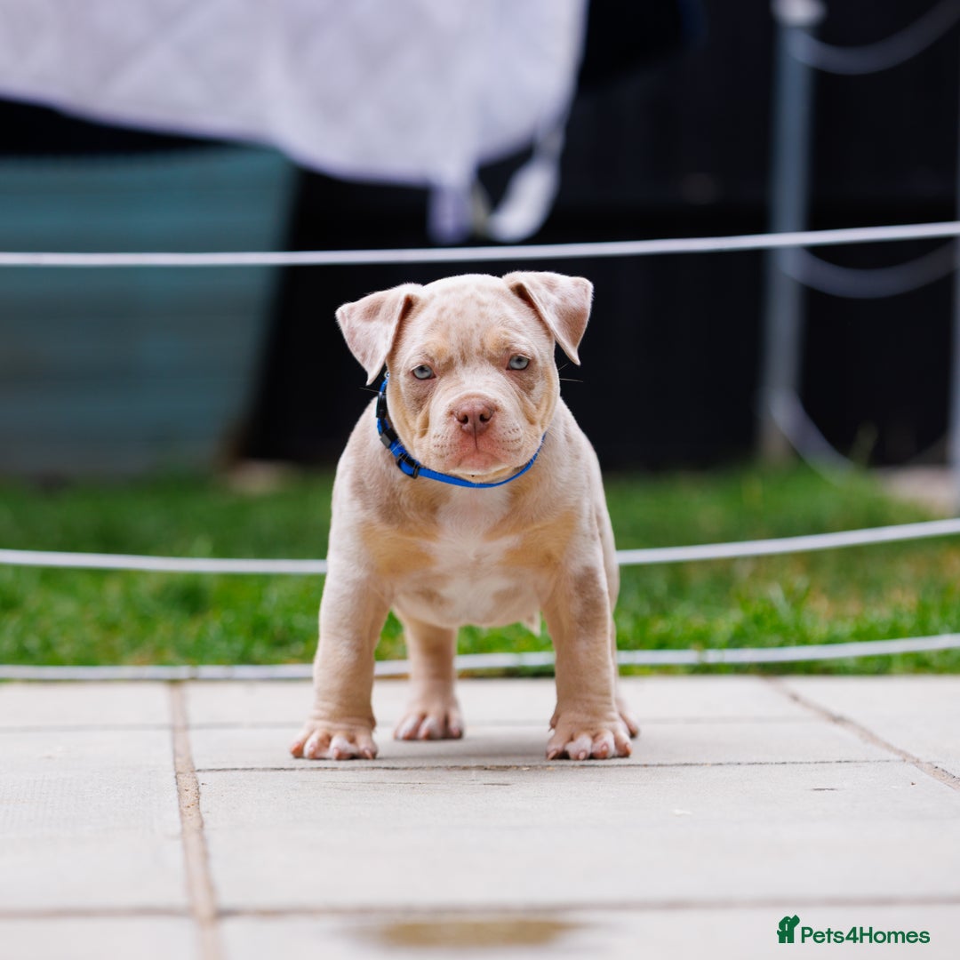 American Bully dogs for sale: REAL QUALITY BULLYS READY  - Image 3
