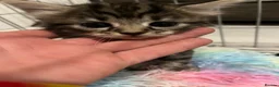 Bengal cats for sale: Tabby bengal X kittens  - Advert 2