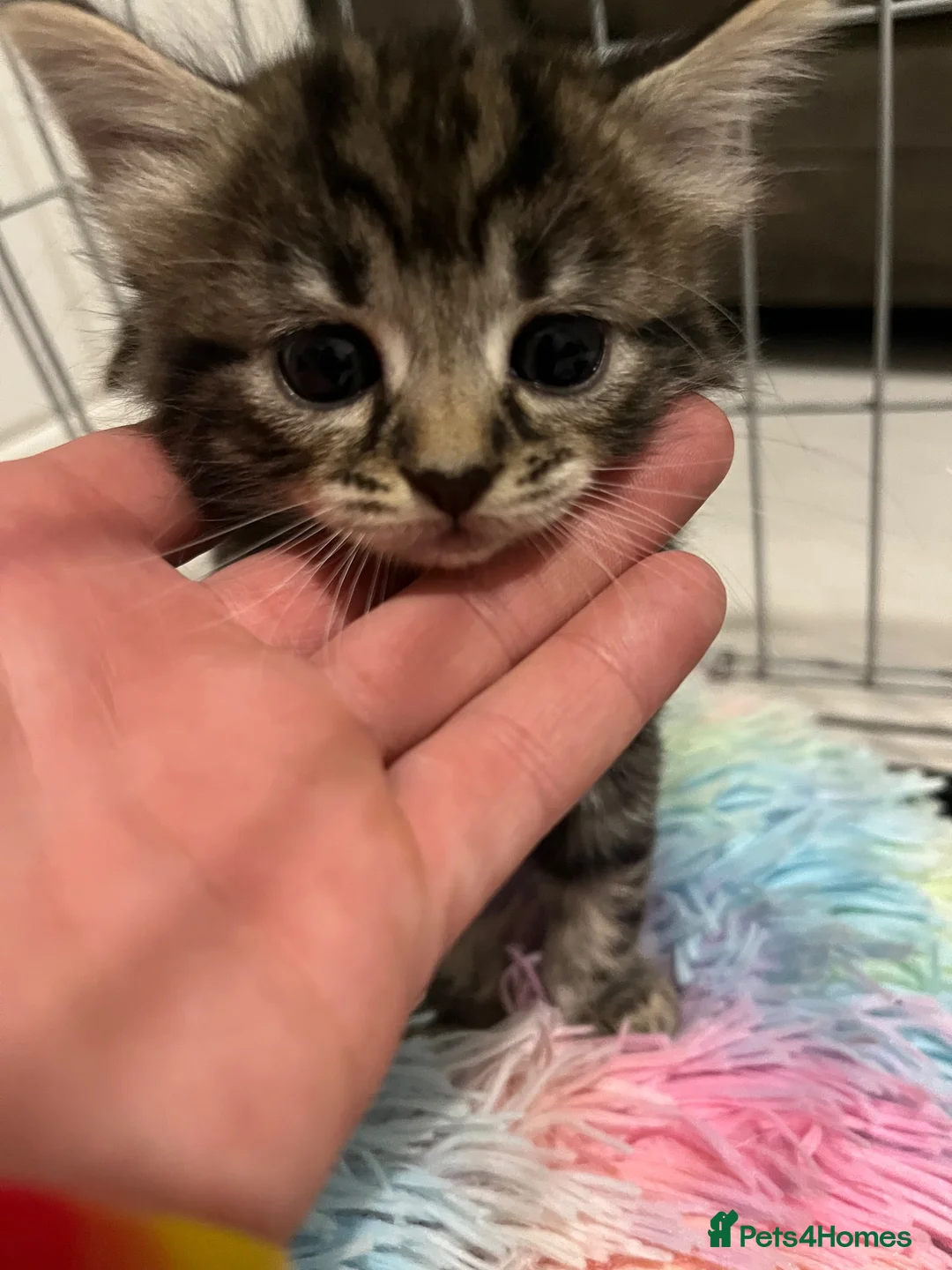 Bengal cats for sale: Tabby bengal X kittens  - Advert 2