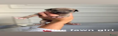 Italian Greyhound 4