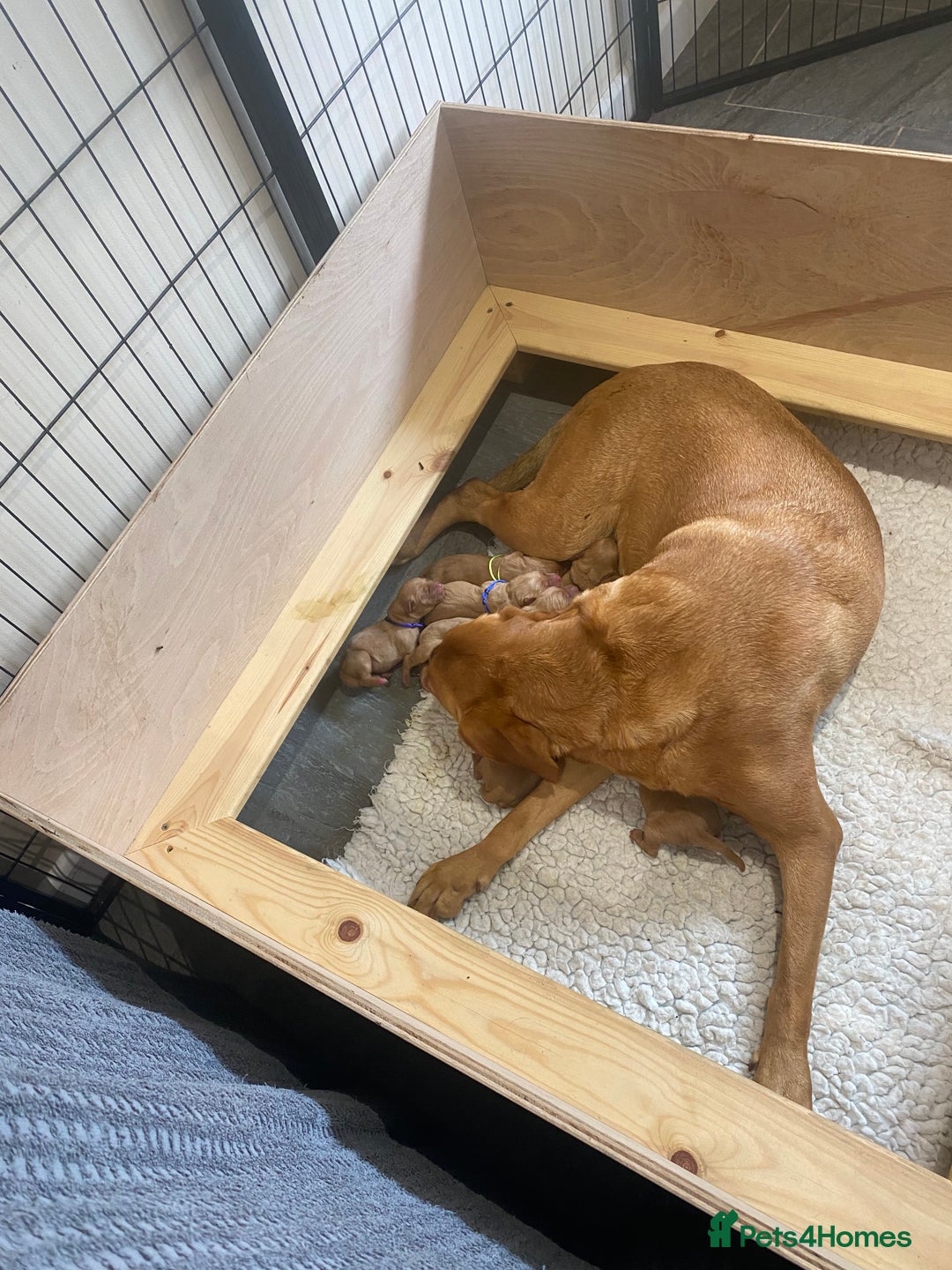 Labrador Retriever dogs for sale: Fox Red Labrador Puppies  - Image 5