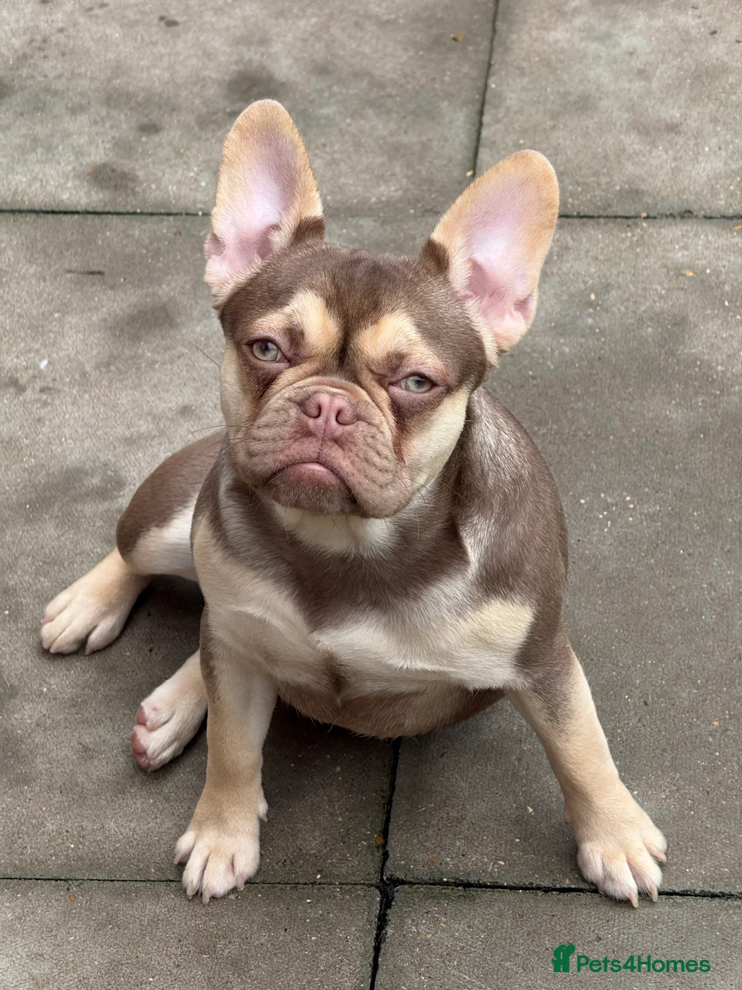 French Bulldog dogs for sale: French bulldog  - Advert 3