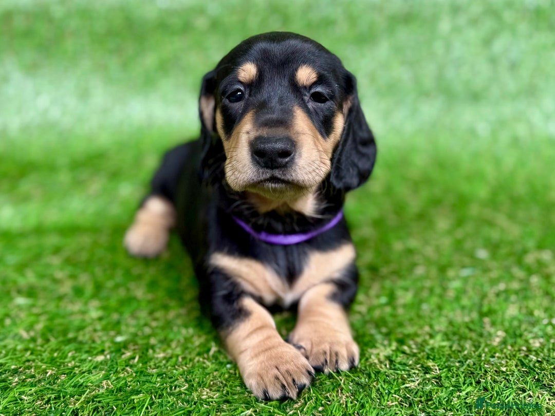 Dachshund dogs for sale: Black & Cream, Chocolate & Cream Dachshund Puppies - Image 11