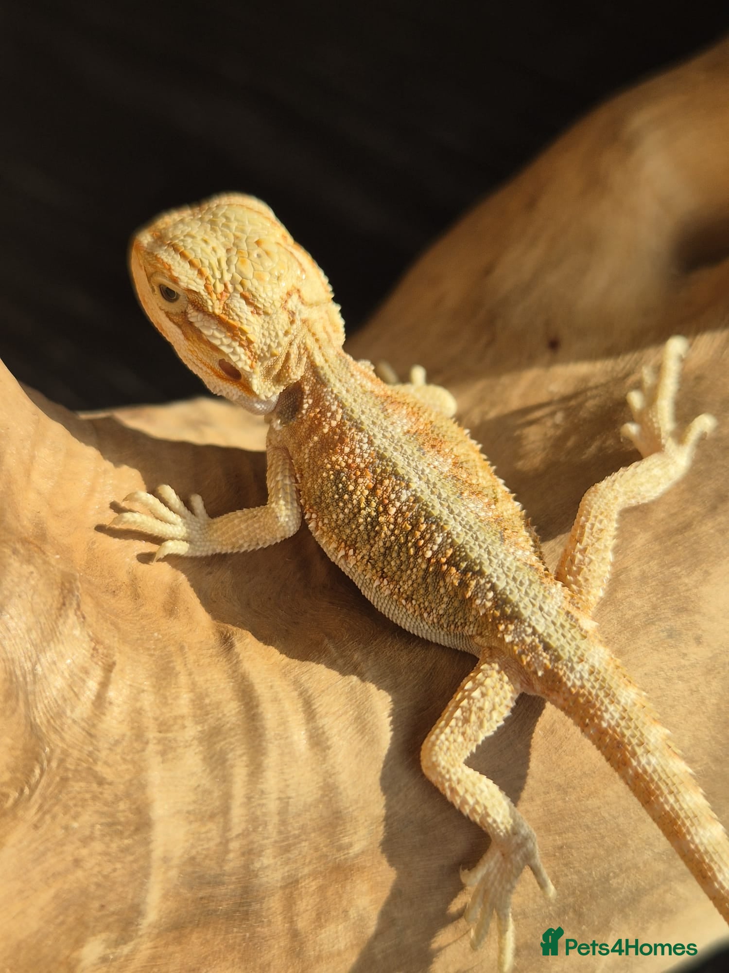 Bearded Dragon reptiles Red monster x hypo bearded dragons - Advert 1