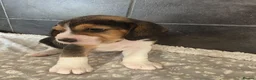 Beagle dogs for sale: Beautiful Beagle Puppies Looking For A Loving Home - Advert 10