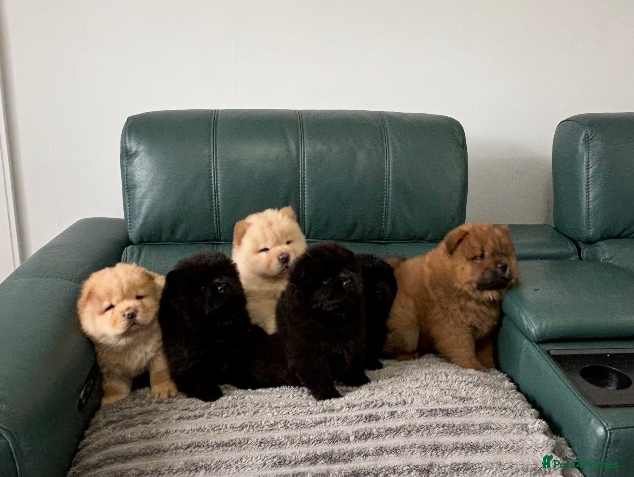 Chow Chow dogs for sale: Kc Registered chowchow pups - Advert 5