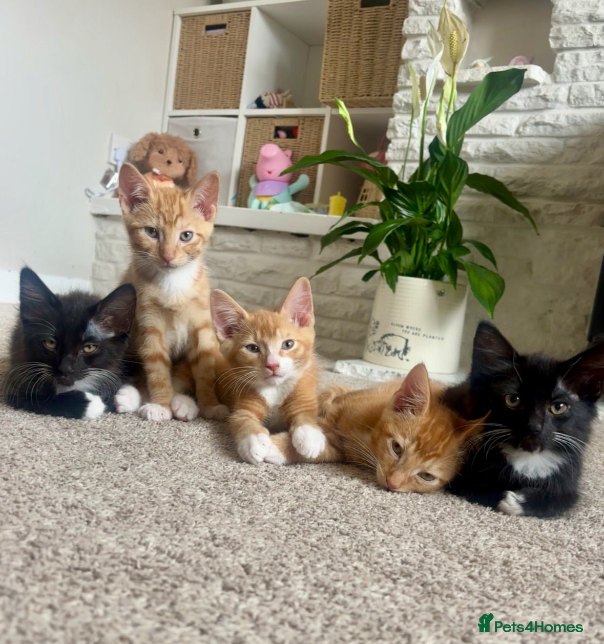 Mixed Breed cats kittens - Advert 5