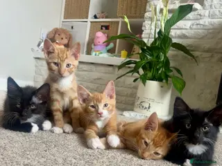 Mixed Breed cats kittens - Advert 5