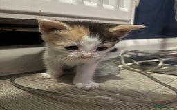 Mixed Breed cats for sale: Beautiful mixed colour kitten - Image 9