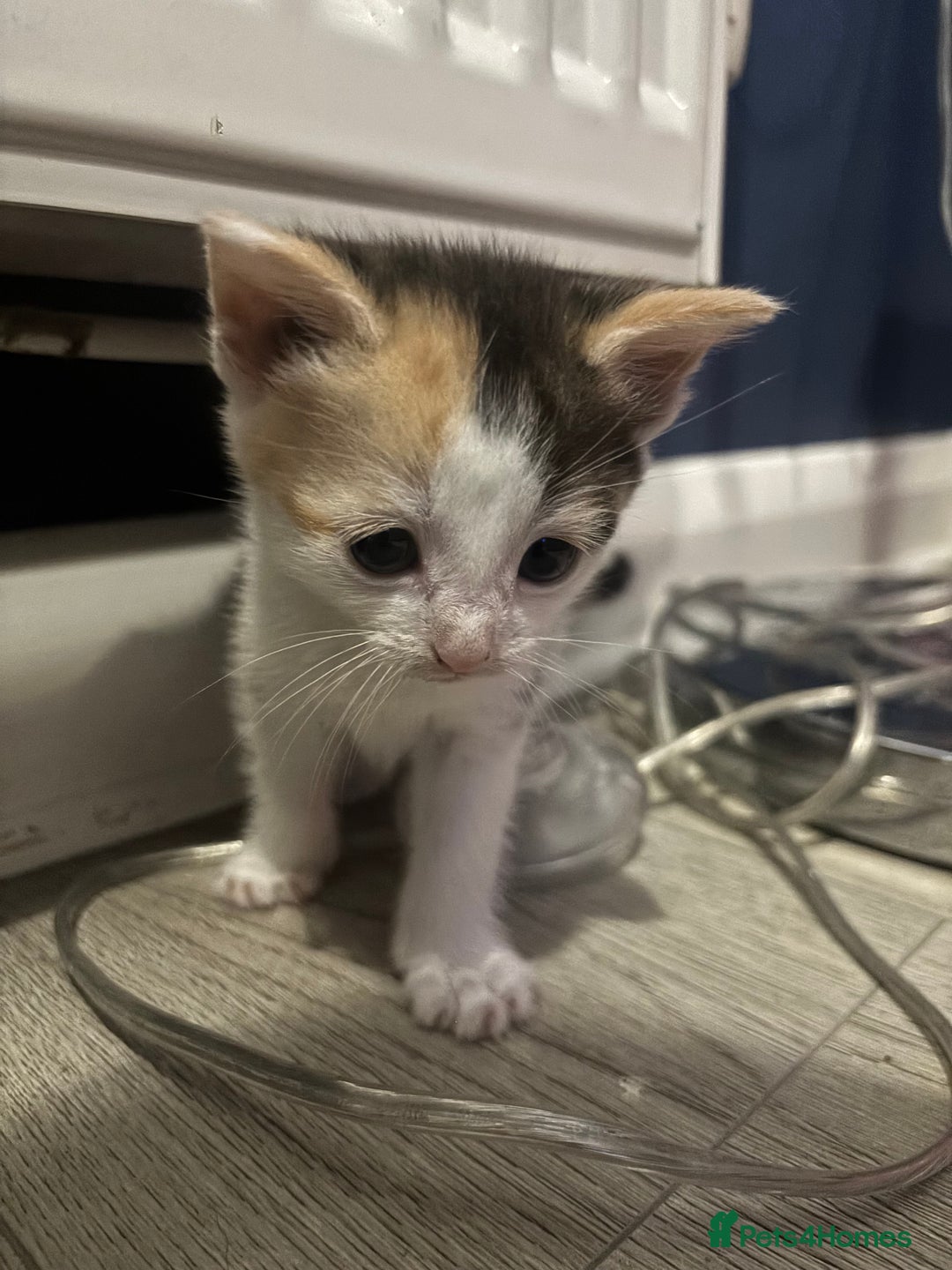 Mixed Breed cats for sale: Beautiful mixed colour kitten - Image 9