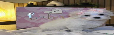 Maltese 2