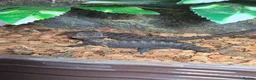 Skink reptiles for sale: Full set up and a pair of redeyed crocodile skinks - Advert 2