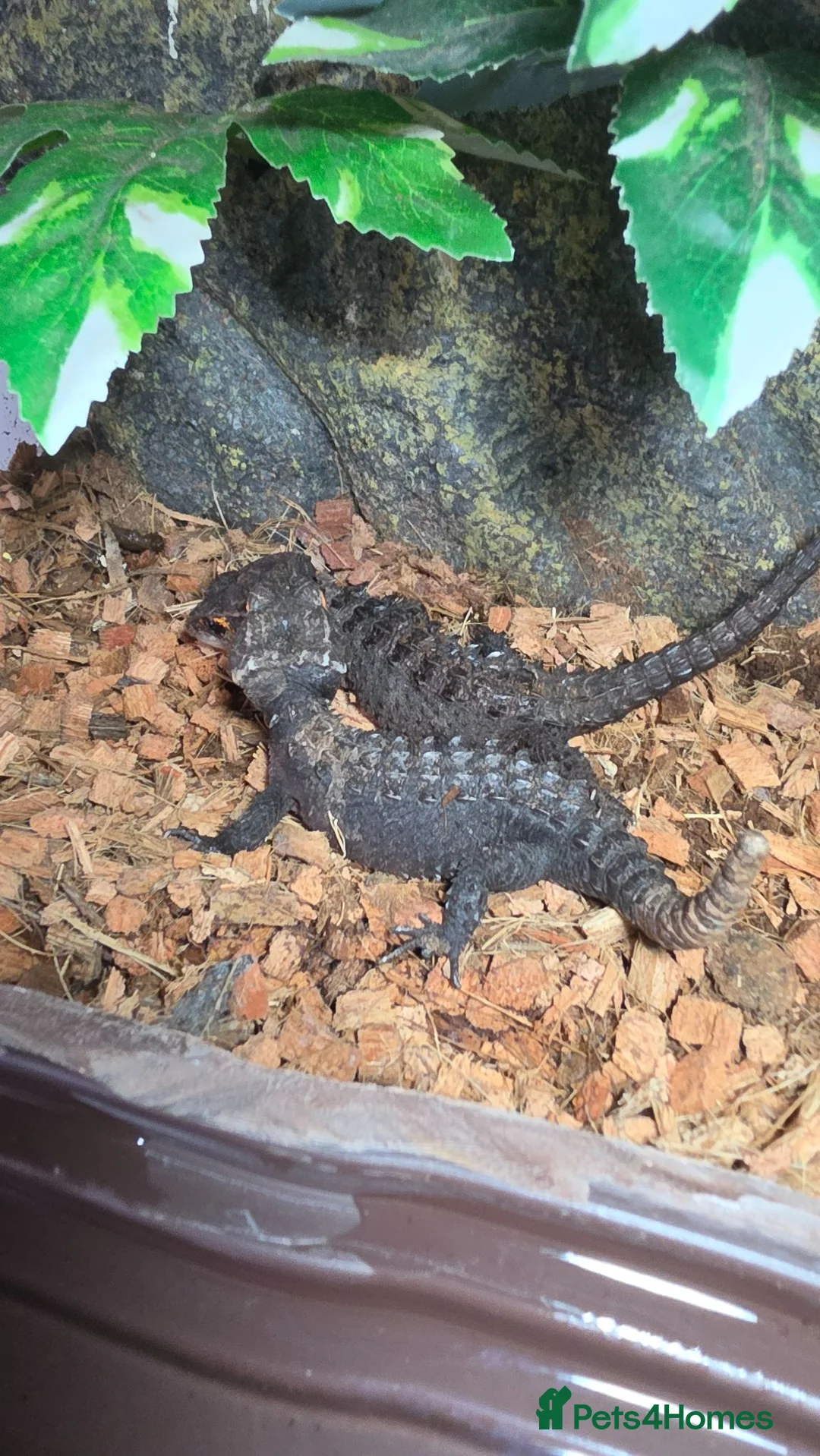Skink reptiles for sale: Full set up and a pair of redeyed crocodile skinks - Advert 2