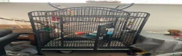 Ringnecks birds for sale: BLUE RINGNECK PARAKEET WITH HER/HIS CAGE in Kettering - Advert 7