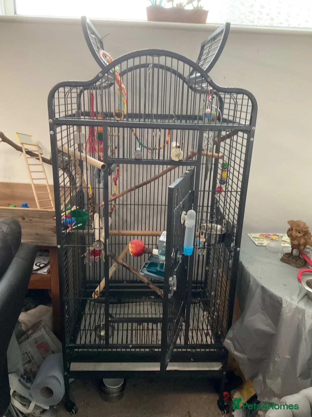 Ringnecks birds for sale: BLUE RINGNECK PARAKEET WITH HER/HIS CAGE in Kettering - Advert 7