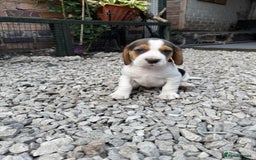 Beagle dogs for sale: Beagle puppies ready soon💕 - Image 19