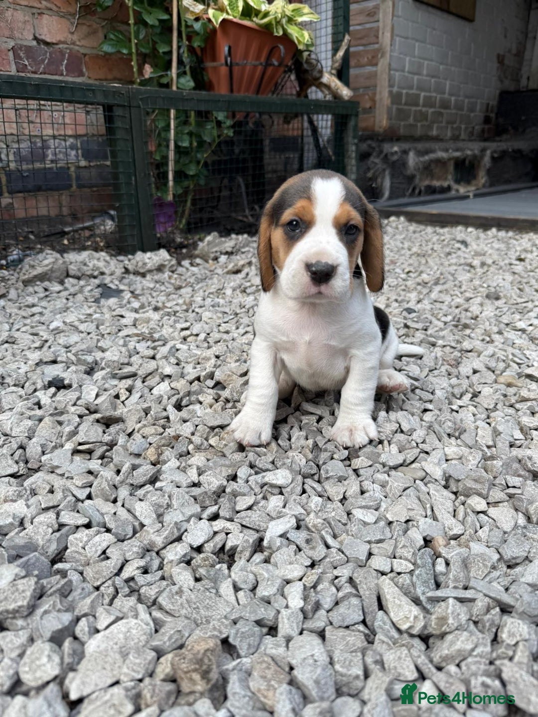 Beagle dogs for sale: Beagle puppies ready soon💕 - Image 19