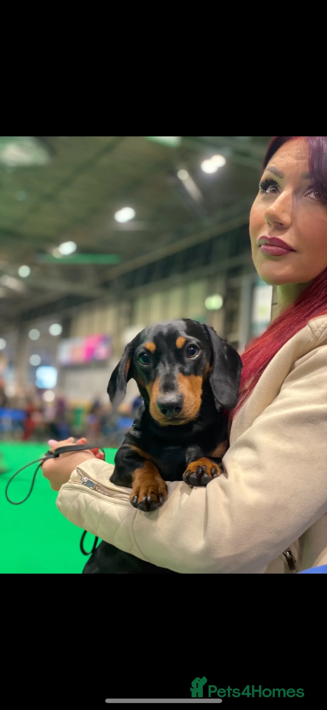 Miniature Dachshund dogs for stud:     KC Proven Mini Dachshund Stud, 31 Champions - Advert 15