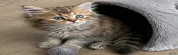 Mixed Breed cats for sale: Beautiful female MCx kitten, last of litter  in Ferndown - Advert 4