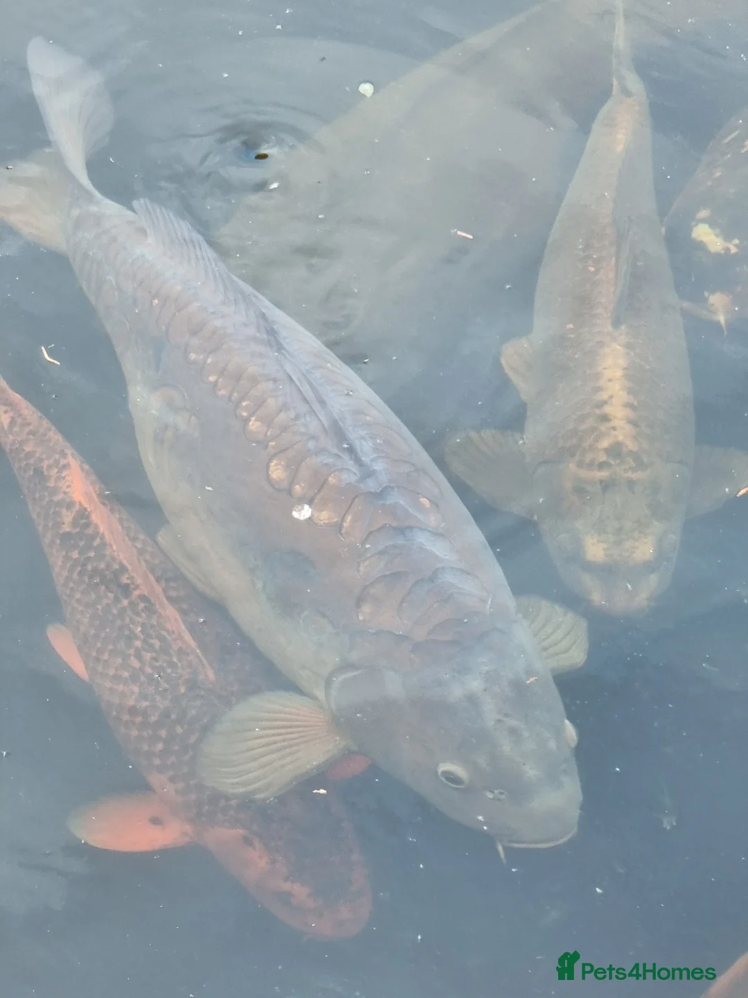 Koi Carp fish for sale: Koi Carp/Albino Sturgeon full lot needing to sell in London - Advert 7