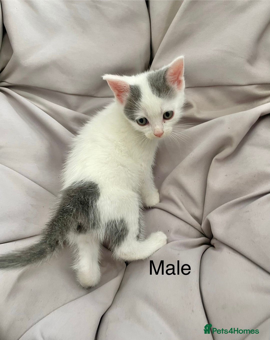Turkish Van cats for sale: SUPER CUTE LITTLE RASCALS - Image 5