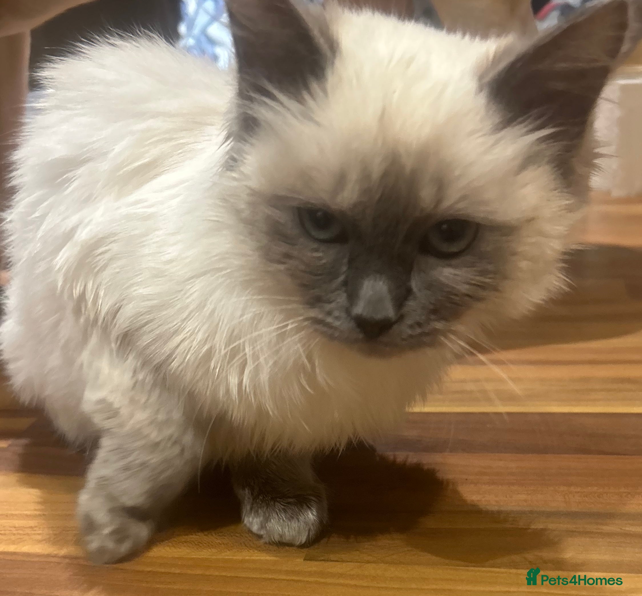 Ragdoll cats Last female Pure ragdoll kitten Blue point  - Advert 15