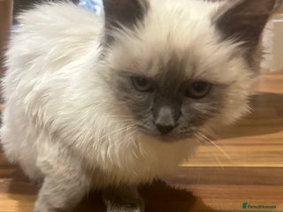 Ragdoll cats Last female Pure ragdoll kitten Blue point - Advert 15