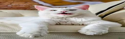 Maine Coon cats for sale: Male Maine Coon Kitten. Both parents can be seen  - Advert 32
