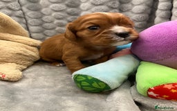 Cavalier King Charles Spaniel dogs for sale: KC Registered Puppies from Health Tested Parents  - Image 13
