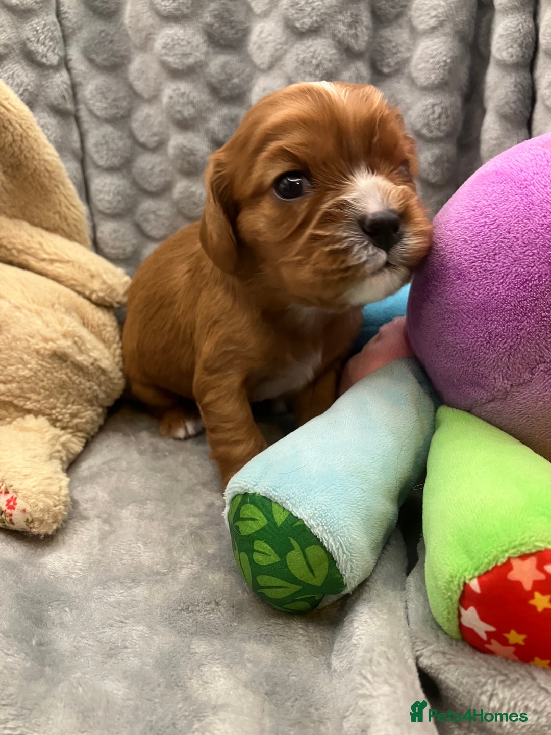 Cavalier King Charles Spaniel dogs for sale: KC Registered Puppies from Health Tested Parents  - Image 13