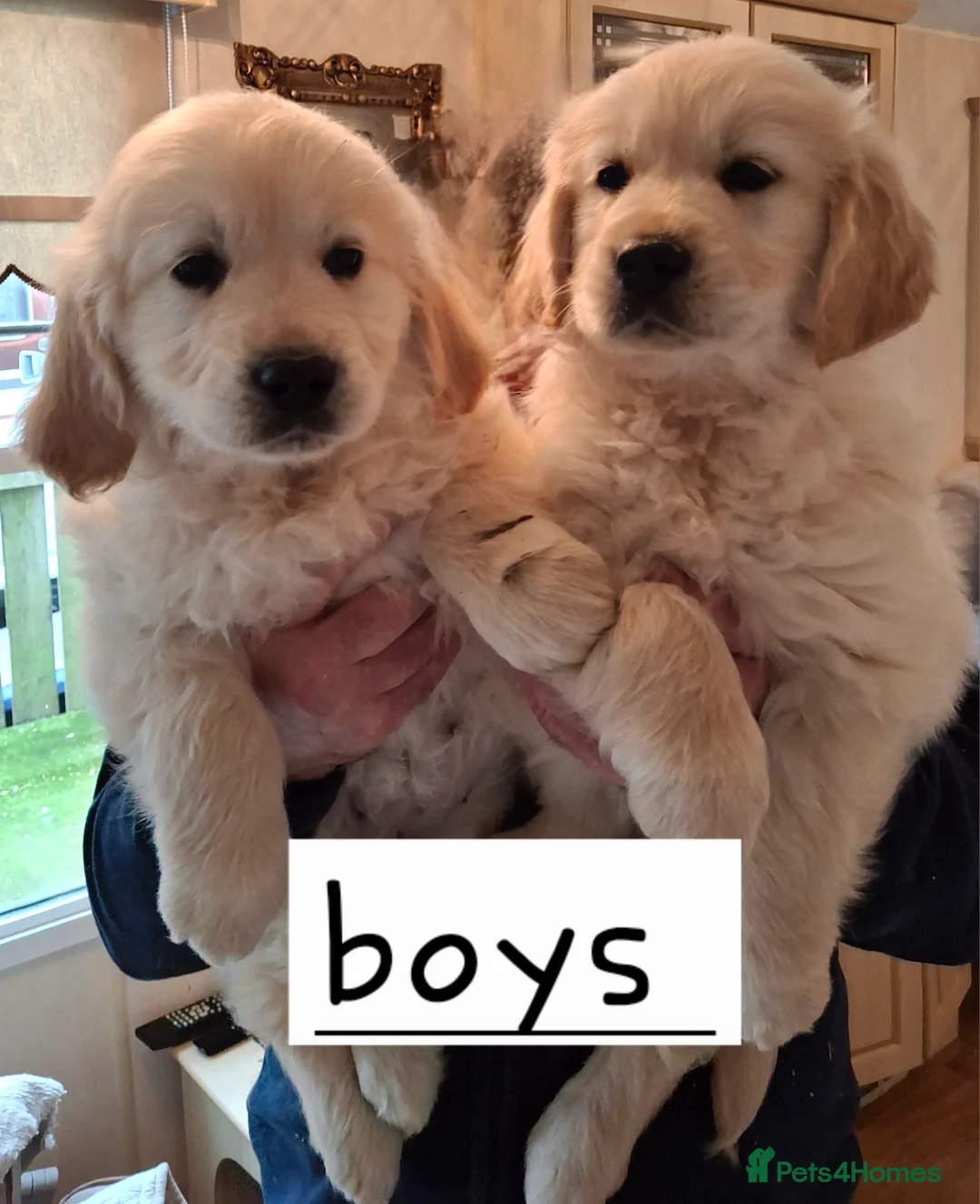 Golden Retriever dogs for sale: Golden Retreiver Puppies  - Advert 2