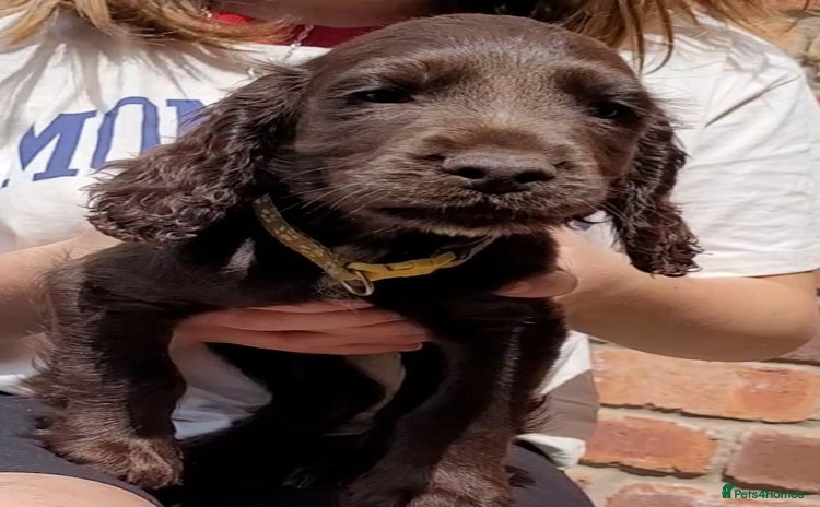 Cocker Spaniel dogs - Advert 3