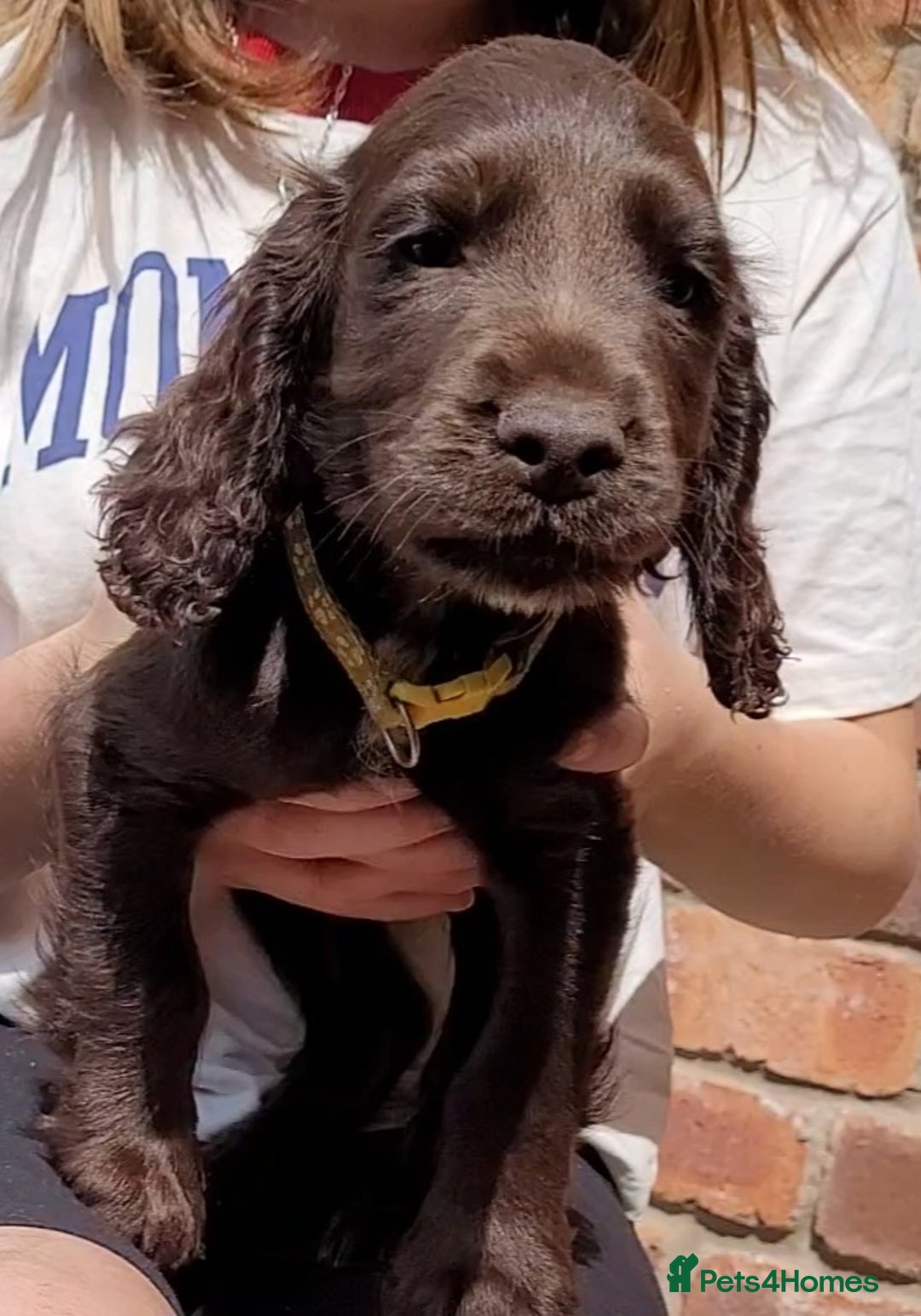 Cocker Spaniel dogs for sale: 'CHAMPION BRED!! 'COCKER SPANIEL' - Image 4