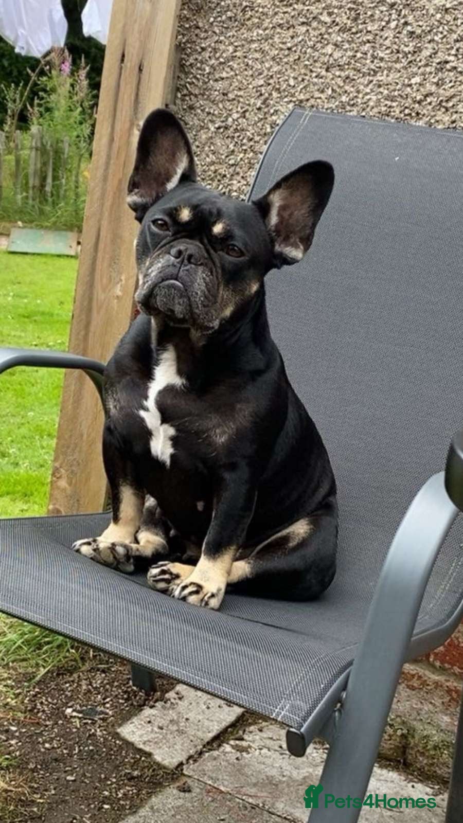 French Bulldog dogs French bulldog puppy  - Advert 1