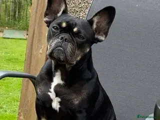 French Bulldog dogs French bulldog puppy - Advert 4