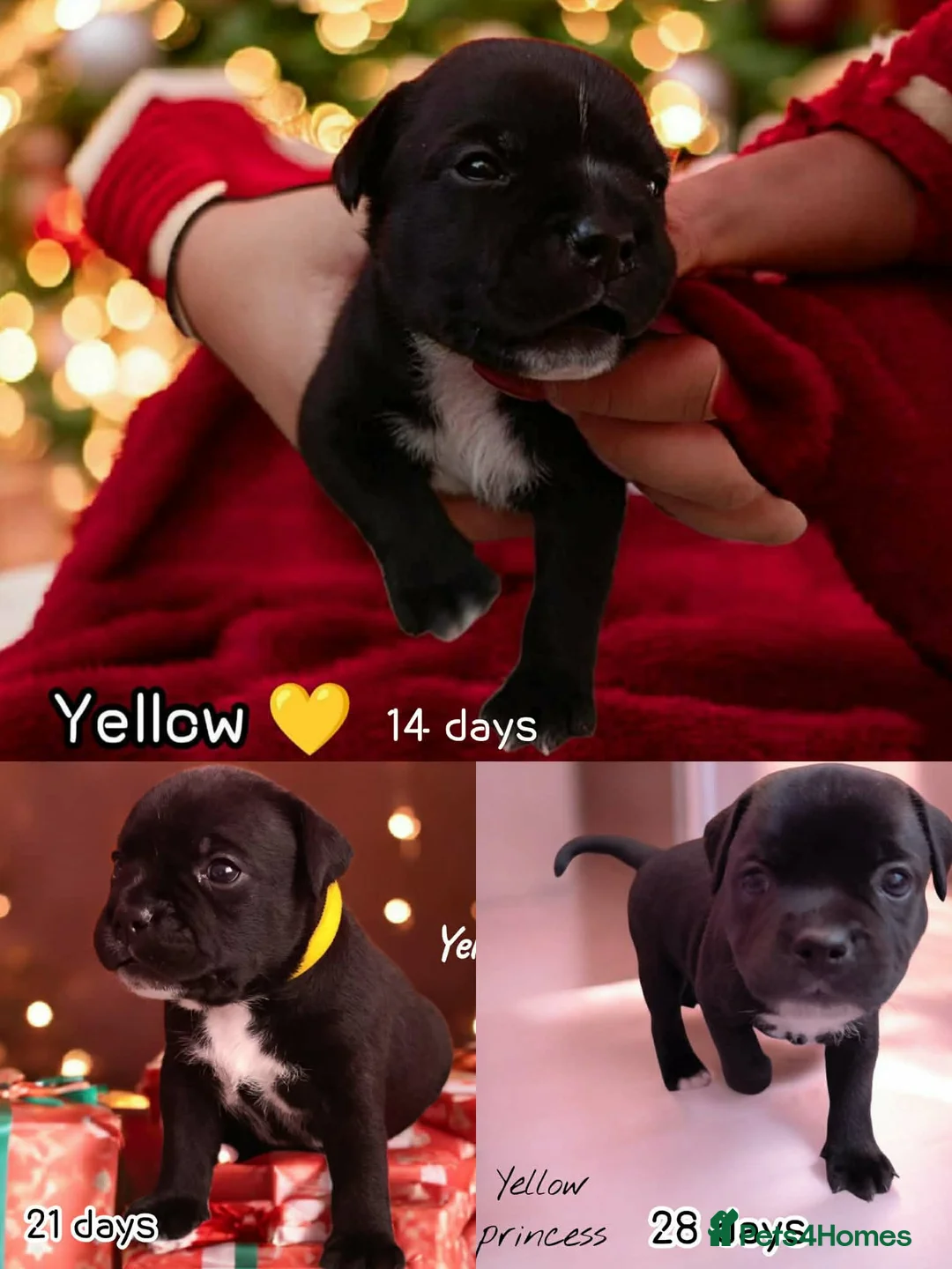 Staffordshire Bull Terrier dogs for sale: FCI - SBT litter - Advert 10