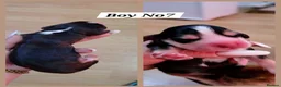 Cocker Spaniel dogs for sale: KC-Show Sable Cocker Spaniel Puppies Champ Lines  - Advert 9