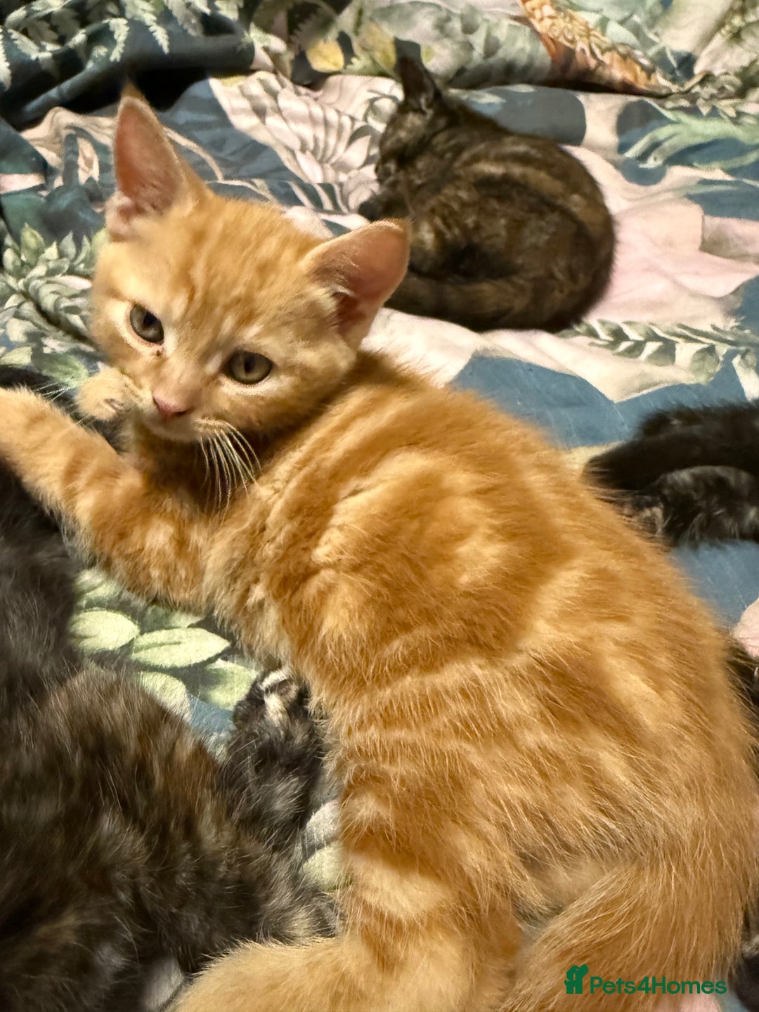 Mixed Breed cats for sale: 4 Gorgeous babies looking for their forever homes  - Advert 10