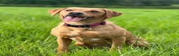 Labrador Retriever dogs for sale: KC Registered Labrador Puppies Red & Black in Bristol - Advert 9