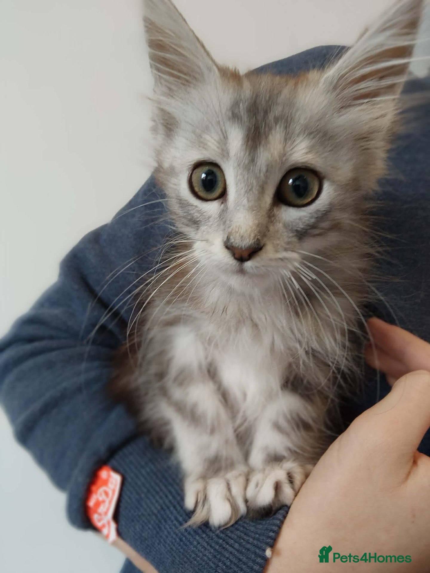 Maine Coon cats Majestic fluffballs FOR SALE (1 kitten left) - Advert 2
