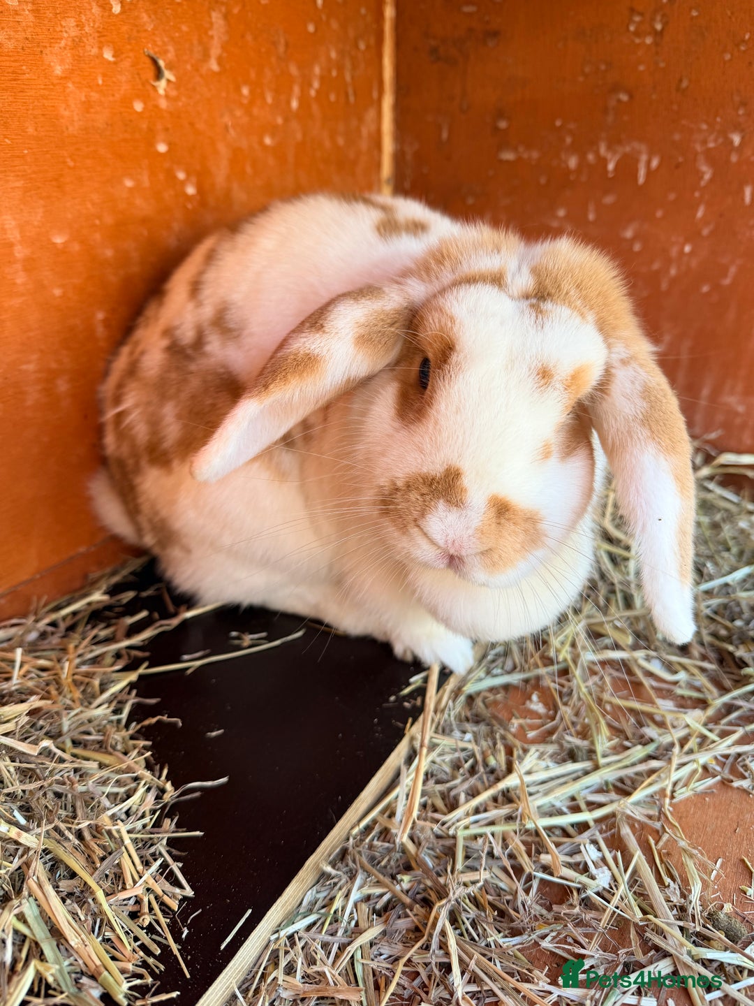Mini Lop rabbits for sale: I am selling 4 bunnies  - Advert 7